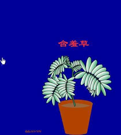 传说故事"含羞草"