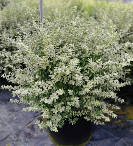 银姬小蜡 40*35美植袋