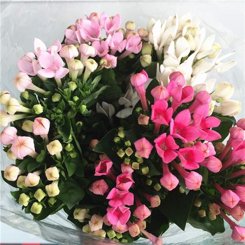 24hua鲜花—您值得信赖的进口鲜花供应品牌