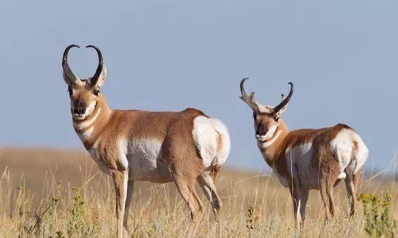 北美洲标志性动物-叉角羚