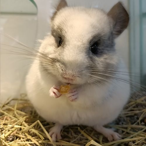 宠物活体龙猫13号银斑妹妹宝宝幼崽可爱小型龙猫