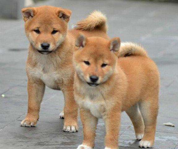 它都能很快学会,也能与主人产生情感依赖和交流,是很贴心的狗狗哦