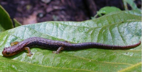 金嗓子蹼足蝾螈
