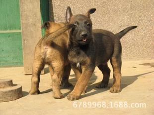 滨州马犬幼犬价格_马犬多少钱一只_马犬图片_滨州比利时牧羊犬