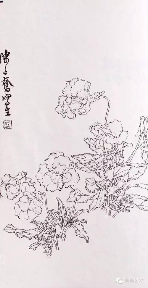 现当代名家:陈子奋白描花卉作品欣赏