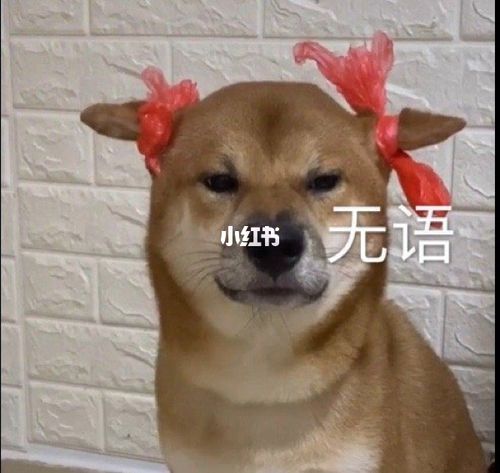 沙雕搞笑小狗表情包_表情包_狗狗_沙雕_搞笑_我最爱的