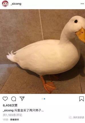 王思聪买的柯尔鸭