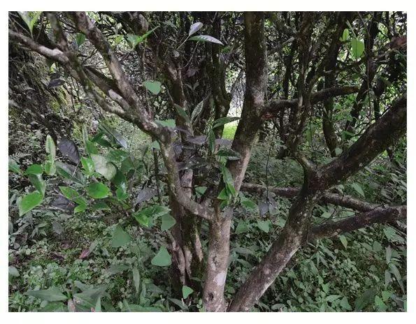 福建之茶 | 武夷水仙,正岩水仙,矮丛水仙,高枞水仙,老