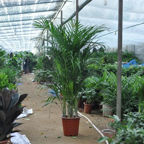 凤尾竹植物室内室外