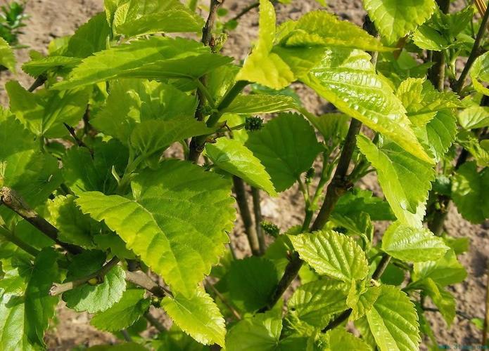 桑树几年结果桑树的种植技术