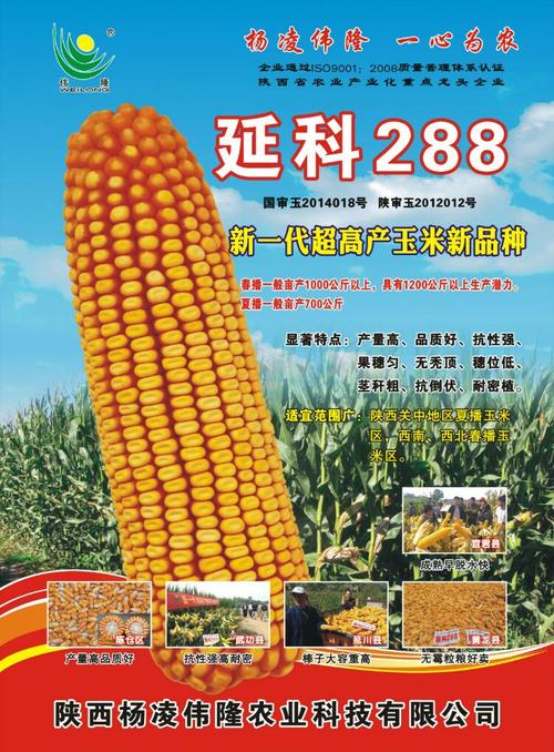 脱水快 早熟 耐旱 抗病玉米新品种                        延科288