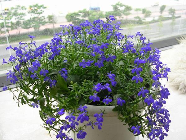 六倍利摘心方法 六倍利播种注意事项