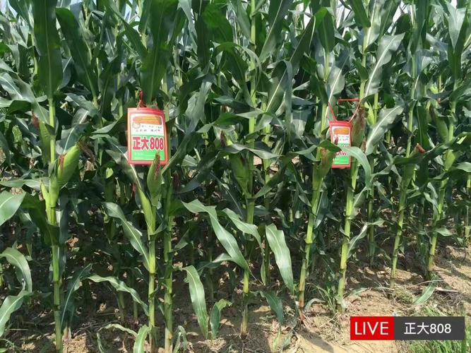 正大808,产量我最棒!