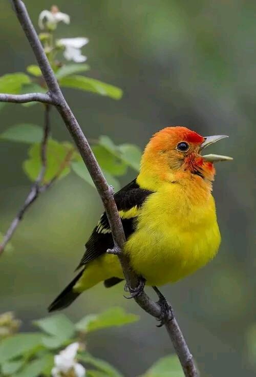 【转载】百鸟鸣春