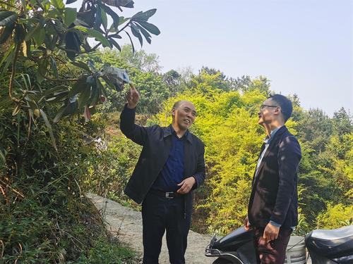 省局陈家金正研与市气象服务中心主任孙蔡亮交流气象服务助力枇杷种植