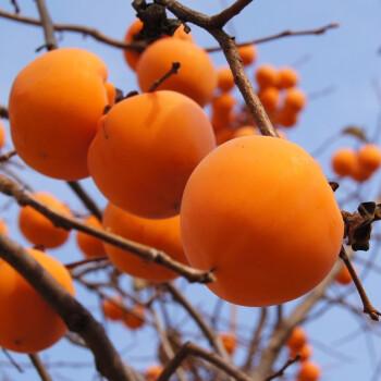 嫁接柿子苗无核巧克力脆甜柿子树苗南方北方种植地栽果树当年结果月神