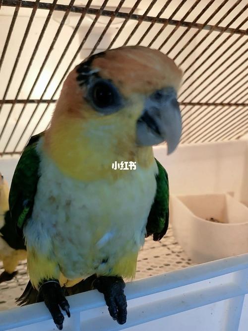 黑腿金凯_鹦鹉_手养鹦鹉_宠物_宠物其他