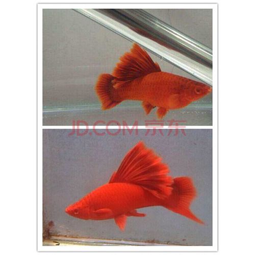 【店铺推荐】高鳍红箭鱼观赏鱼高鳍红剑鱼鱼苗淡水热带鱼狼牙帆菊花