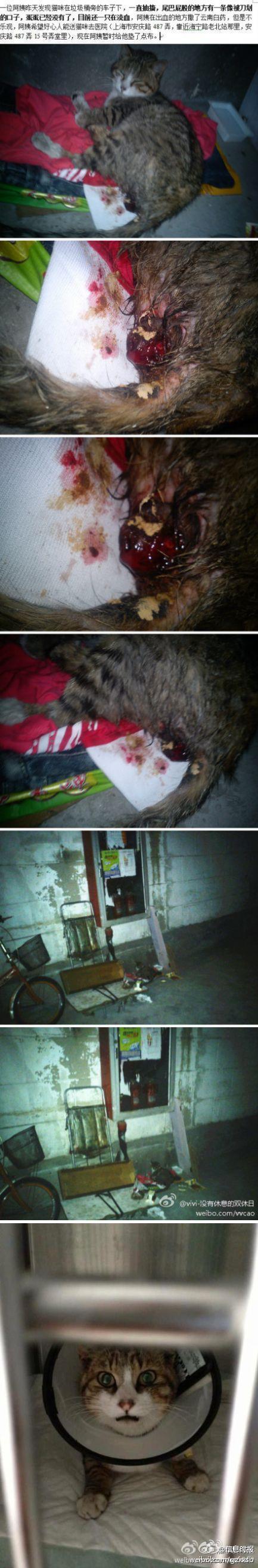 影音 微博分享 facebook分享 收藏 信息时报: 【猫咪被残忍割掉蛋蛋