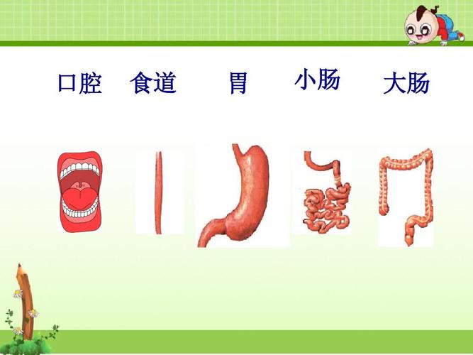 教科版四年级科学上册课件:食物在体内的旅行ppt
