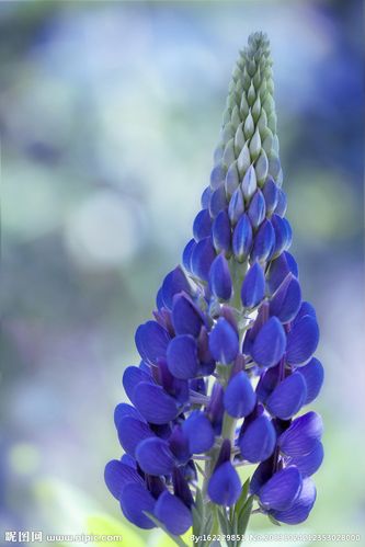 蓝色羽扇豆图片