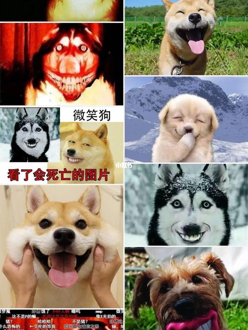 带你看看真正的微笑狗_宠物_宠物_狗