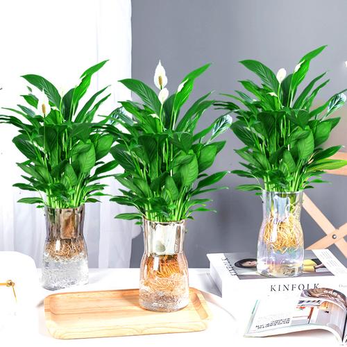 君子兰盆栽植物好养室内客厅办公室桌面花卉绿植四季常青开花盆景