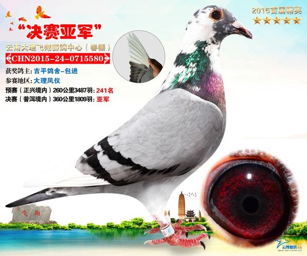 大理飞翔春棚决赛前十鸽王风采(图)
