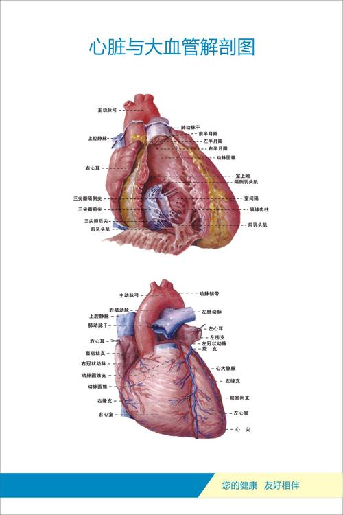 f33居家写字121人体各部位器官剖解图11心脏与大血管解剖图素材