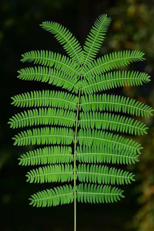 藏文科普 | 一颗合欢种子的成长之旅|子叶|荚果|种皮