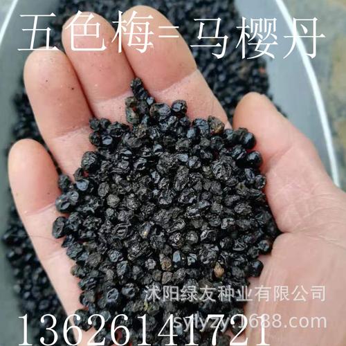 喜暖花灌木 五色梅 五色梅种子 又名马樱丹 五色草