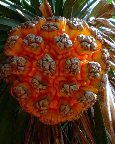  p>露兜树(学名: i>pandanus tectorius /i> sol.