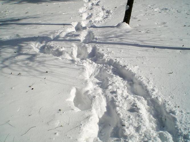 特大暴风雪袭击烟台--图片集锦