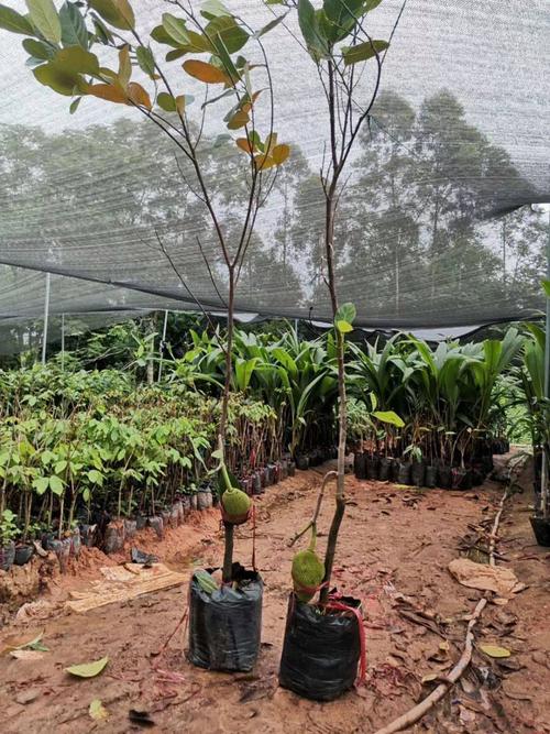 广西果苗嫁接木菠萝树苗马来西亚四季菠萝蜜苗树当年结果干包南方
