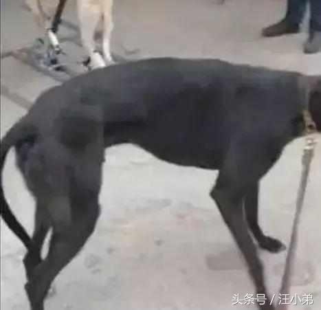 狗子:别看我灵提腿长腰细,论玩转汪星界的朋友圈,二哈也服我!