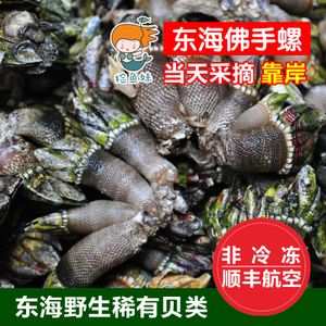东海宁波象山小佛手螺 狗爪螺 龟脚螺 观音手鲜活海鲜 天然海鲜