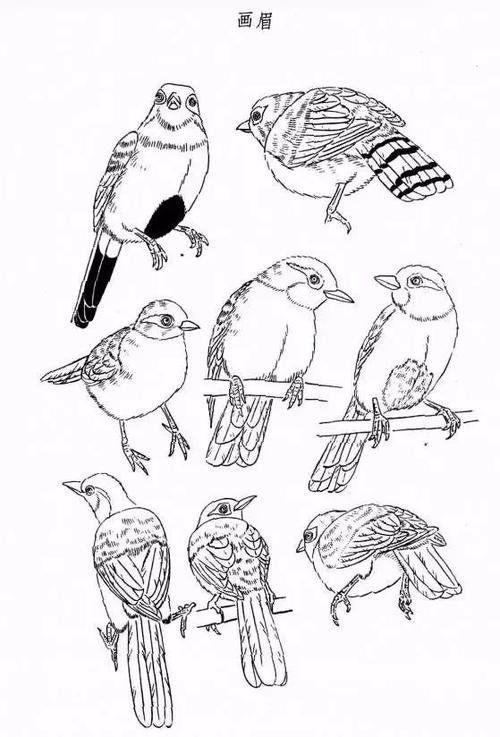 画鸟技法资料(1)——白描|画眉|鸣禽|鹦鹉_网易订阅