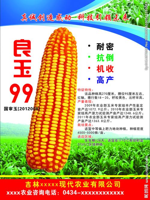 良玉99玉米种图片