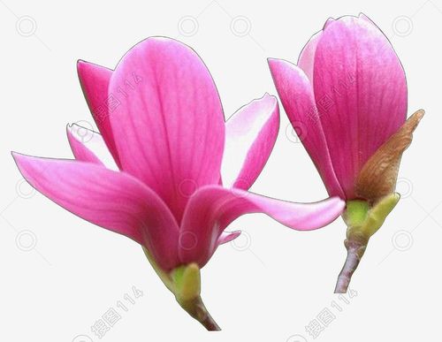 盛开花卉粉红玉兰花