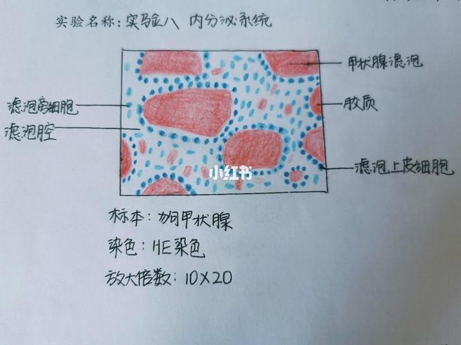 甲状腺手绘图_手绘图_甲状腺_内分泌_组织学与胚胎学实验绘图_文化