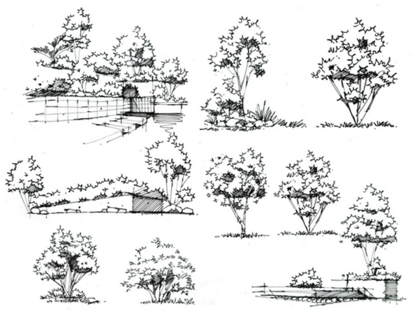 景观手绘中树怎么画比较好看?
