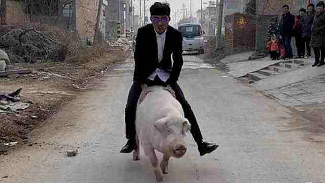 21岁小伙骑猪成网红