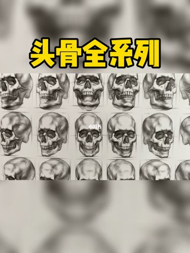 艺用头骨多角度 肌肉解剖_苏宁易购(清江广场店)自由行热门攻略_苏宁