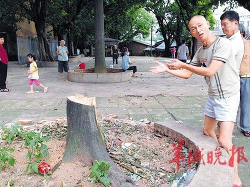 街道:小区砍树只是为了排危(组图)