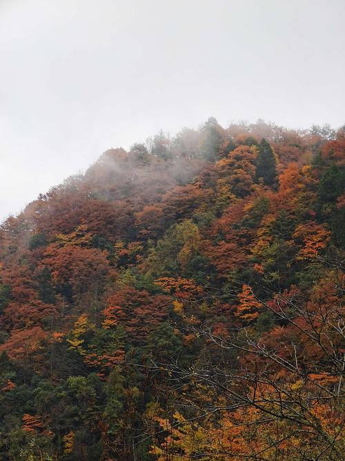 唐家河红叶