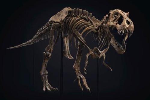 全球最大霸王龙化石拍出天价(图)