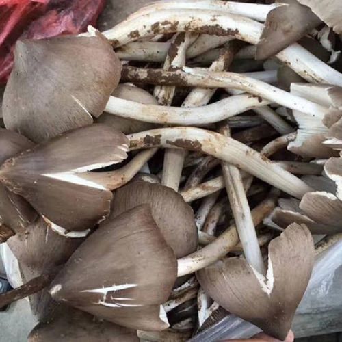 云南鸡枞菌种子一包伞把菇荔枝菌三塔菌鸡肉菌野生食用菌人工种植鸡枞