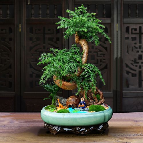 澳洲杉小榕树罗汉松盆景盆栽植物客户办公室内绿植四季常青微景观