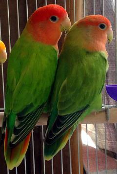 红头闪光牡丹鹦鹉/种鸟