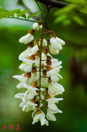 普通的洋槐花-中关村在线摄影论坛